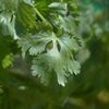 Coriander 10ml Incent Essential Oil Essential Oil