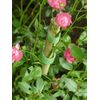VELCRO 12 1WRAP PLANTTIE 1.2X15CM