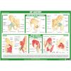 Joint Anatomy Chart Series (A2 Paper Format, Hip Joint)