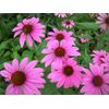 Echinacea Root Herbal Extract - Immune System Supplement - 2 Bottles
