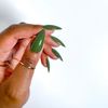 Pretty Pro - Hema Free LED/UV Gel Polish - Getting Leafy 8ml (GP157)