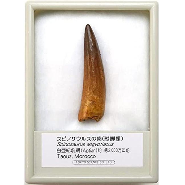 SCIENCE Dinosaur Fossil "Spinosaurus Teeth Fossil (Parthopody)Approx. 1.6 inches (40 mm), Early Cretaceous Period, Origin: Morocco, Spinosaurus aegyptiacus tooth" Original Specimen Case Included