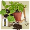 doTERRA - Thyme Essential Oil - 15 mL