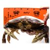 AirFly Foldable Castable Crabjaw Trap with Bait Clip - Rectangle Design Crab Trap Hawk