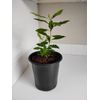 Southern Wax Myrtle, 1 Gallon Pot.