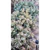 100 Assorted Succulent Cuttings with 40+ mixed varieties