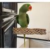 Polly's Cholla Cactus Bird Perch, Medium