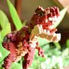 Kawada NBM-031 Nanoblock Dinosaur DX T-Rex