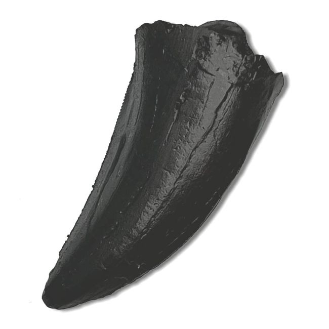 Tyrannosaurus Rex Tooth Replica