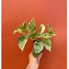 Marble Queen Pothos in 4" Pot | Live Devils Ivy Vine | Well Rooted | Starter Pla