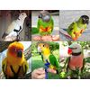 The Aviator Bird Harness, XS