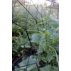 Vegetable Support - Wire Lattice Panels and Supports - 39.5 H x 29 W
