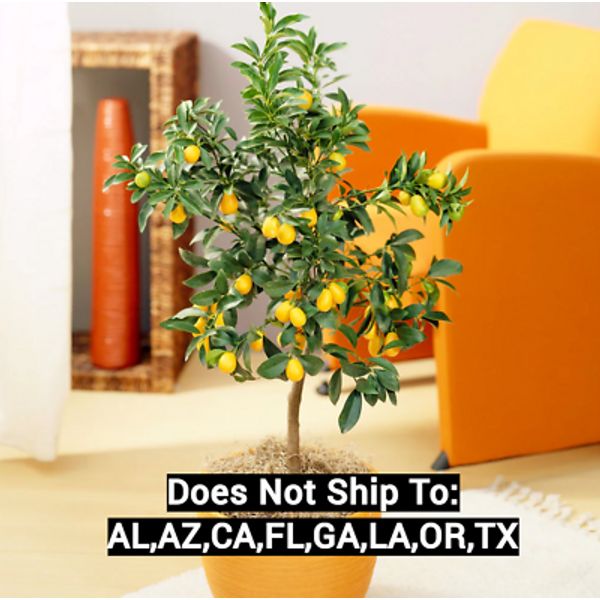 Nagami Kumquat Tree Live Plant Fortunella Margarita Fruiting 1-2 Feet Tall