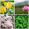 Absolute Aromas Romance Essential Oil Blend 10ml - Pure Natural, Undiluted - for Aromatherapy and Diffusers