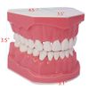 1.5 Times Large Dental Typodont Model Tooth Brushing flossing Practice Model Demonstration Removable Lower Teeth for Kids Dental Students Tooth Teach Study,  4.5 Inch x3.5 Inch x3.5 Inch