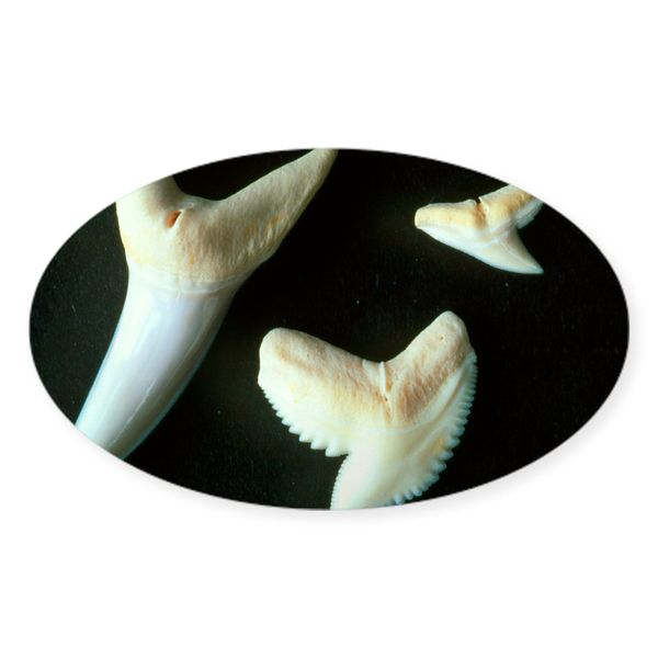 CafePress Sharks' Teeth Oval Car Bumper Sticker