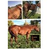 FORCO PELLETS equine, dog, cat digestive supplement 10lb PAIL