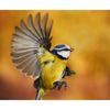 Tom Chambers All-Seasons Sunflower Heart Seed Feeder