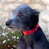 Bioflow Dog Collar Red Large (up to 65cm)