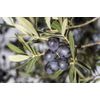 Pure Herbs: Olive Leaf - 4 oz.
