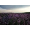 L'Occitane Lavender Shower Gel 8.40 fl. oz