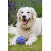 Petface Latex Blackberry Soft Chew Dog Toy, Small