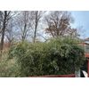 Bamboo Clumping -Sunset Glow Monrovia Nursery Originally From