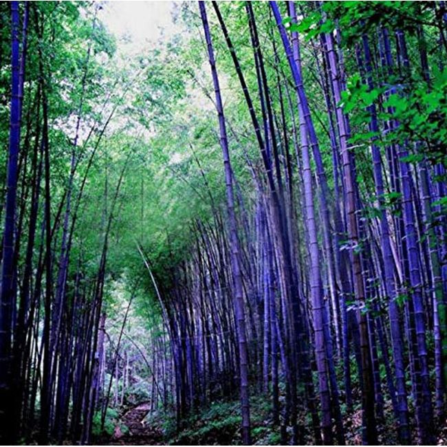 Rare Purple Bamboo Seeds, Lucky Bamboo, 50pcs/Pack#159#