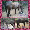 FORCO PELLETS equine, dog, cat digestive supplement/for