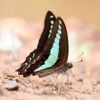 Common Bluebottle Framed Insect Specimen Butterfly Common Blue Bottle