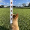 'Red Panda' Dog Lead/Leash (DL00010857)