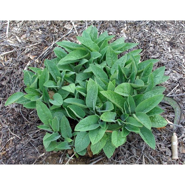 Russian Comfrey - 10 Live Root Cuttings - Bocking 4 - Comphrey - Knitbone (10)