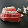 1.5 Times Large Dental Typodont Model Tooth Brushing flossing Practice Model Demonstration Removable Lower Teeth for Kids Dental Students Tooth Teach Study,  4.5 Inch x3.5 Inch x3.5 Inch