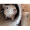 Chewchewbs Totally Degu 4 pack (Mixed)