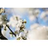 L'Occitane Cherry Blossom Shimmering Lotion 8.40 fl. Oz: Fruity and Floral Scent, Moisturizing, Softening, Enhance Glow, Vegan