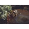 WINDALF Viking Hair Beard Jewellery Ragnar 8 mm Vikings Net Pattern Bronze