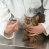 Binnan Pet Dog Cat Capsule Tablet Pill Feeder