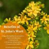 siberian ginseng root - St. John's Wort Extract 475mg - regulate mood 1B
