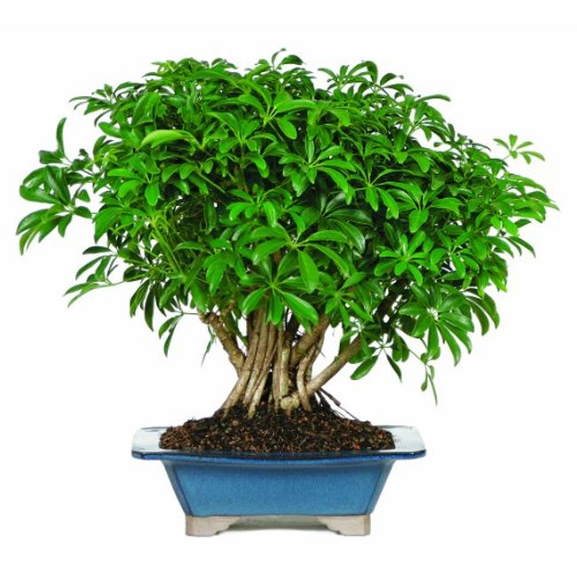 Brussel's Live Hawaiian Umbrella Indoor Bonsai Tree - 8 Years Old; 10" to 14" Tall in Decorative Container