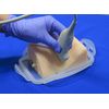 UGP-GEL AGL440 Real Model Inner Cervical Veins