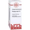Plantago major D2 DHU Dilution, 20 ml Lösung