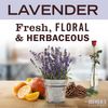 Multi-Surface Everyday Cleaner, Cruelty Free Formula, Lavender Scent, 16 Oz- Pac