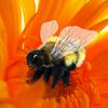 Folkmanis Honey Bee Hand Puppet, Yellow, Black (3028)