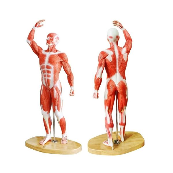 EVOTECH Human Muscle Model-20" Miniature Muscular System Model, Human Muscula...