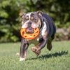 Chuckit! Air Fetch Wheel Doy Toy, Orange