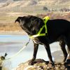 Ultrahund 'Freedom' No-Pull Harness, Small, Orange
