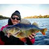 LMAB Drunk Bait 8, 12, 16 & 20 cm - Rubber Fish Fishing Lure - Rubber Bait for Zander, Perch & Pike - Zander Bait Perch Bait Pike Bait (16 cm, Gold Orange)