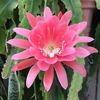 Orchid Cactus Plant  12" long