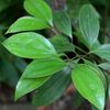 Cinnamon Leaf 10ml Incent Essential Oil Essential Oil