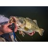 Berkley PowerBait Power Worms Pumpkinseed, 7" (13 Count)